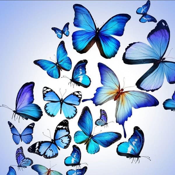 a stream of butterflies in blue shades on a blue background