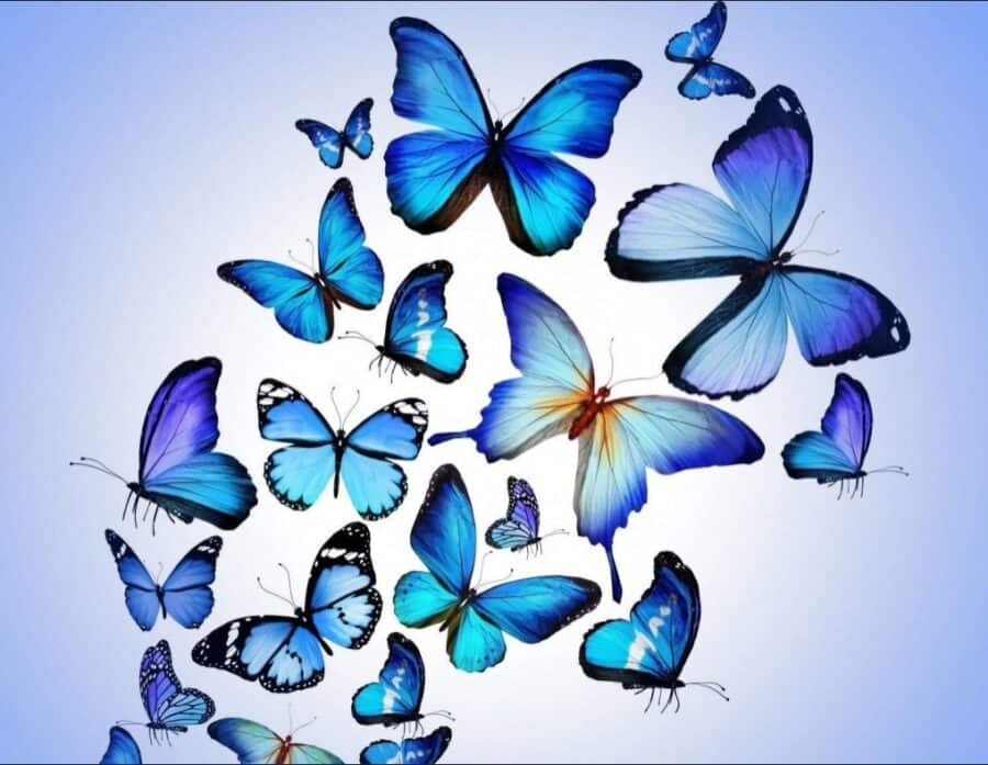 a stream of butterflies in blue shades on a blue background