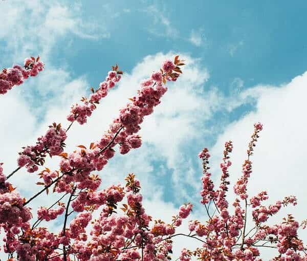 stalks of pink blossoms pictured from below with white clouds in a blue sky
