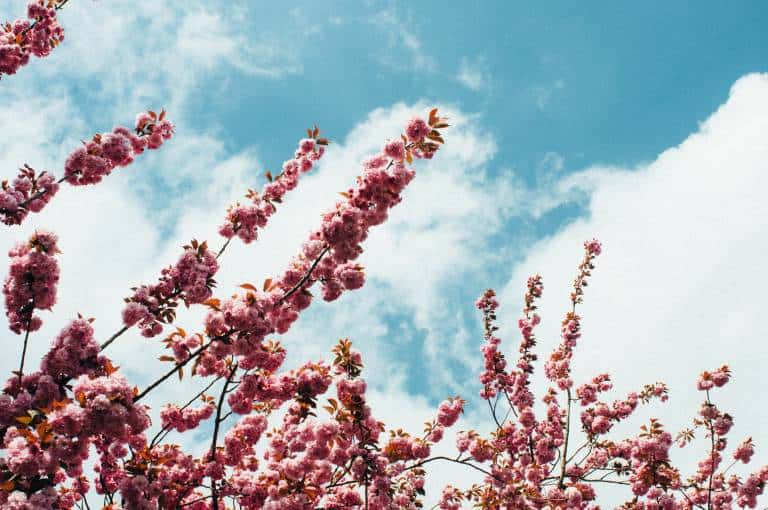 stalks of pink blossoms pictured from below with white clouds in a blue sky